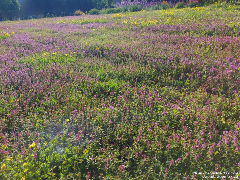 72938ReLe - Thyme and Trefoil